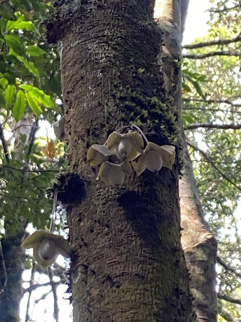 Diospyros gracilipes photo 4