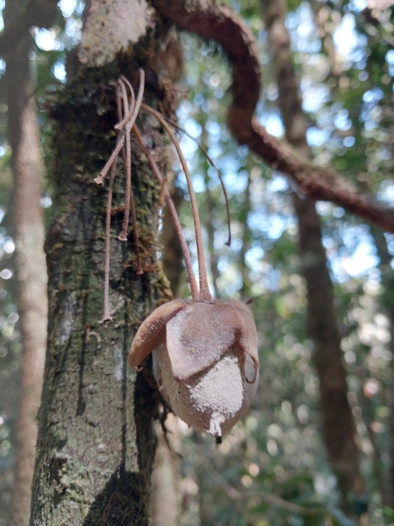 Diospyros gracilipes photo 5
