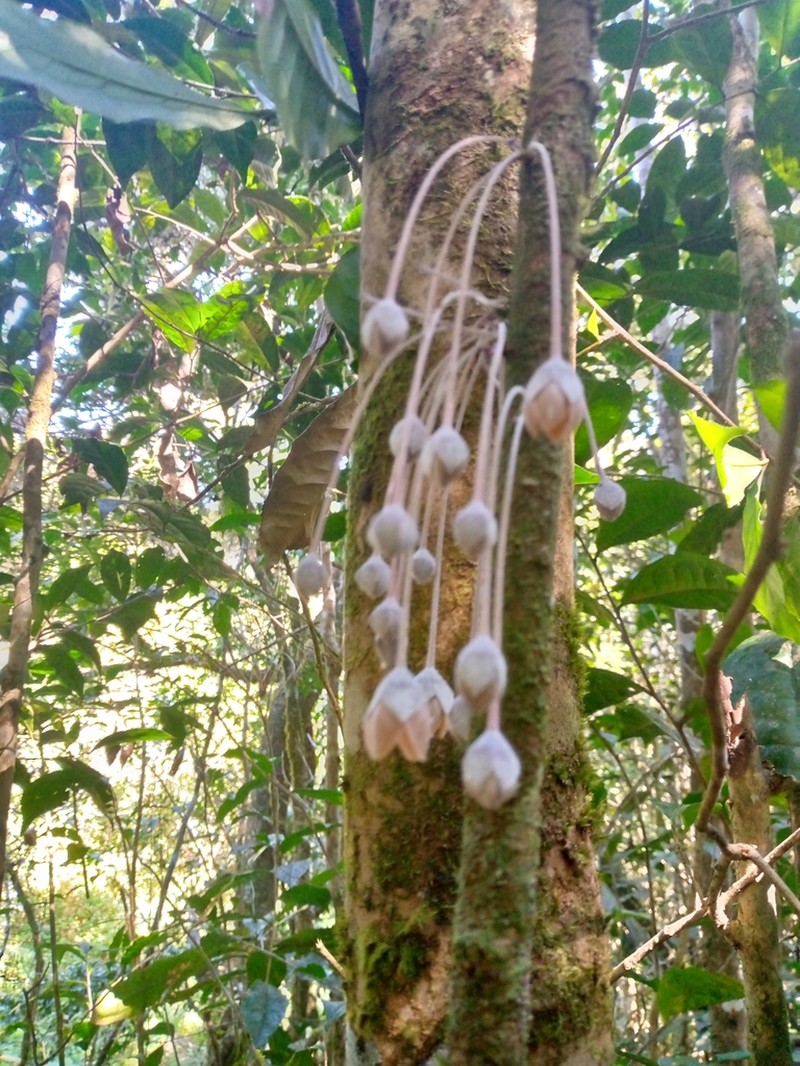 Diospyros gracilipes photo 6