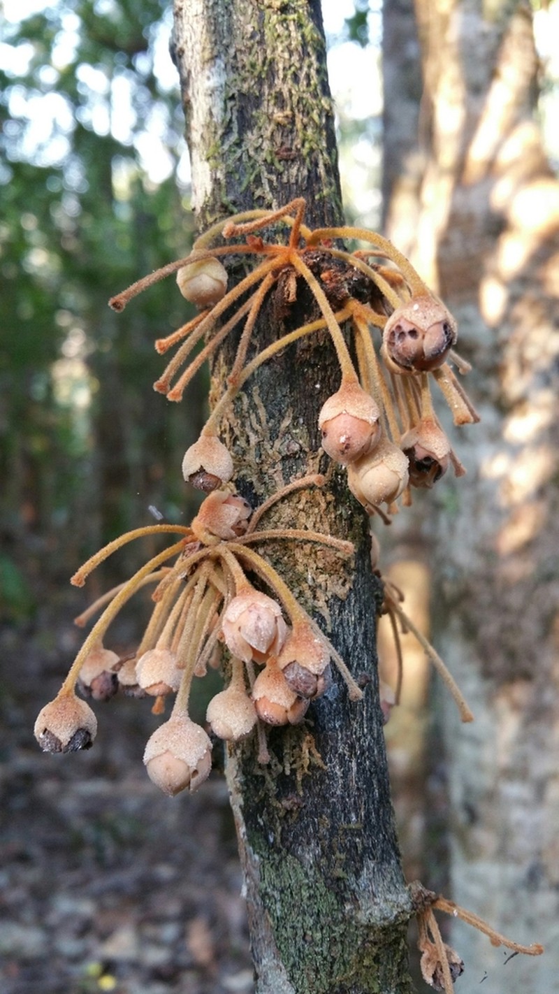Diospyros gracilipes photo 8