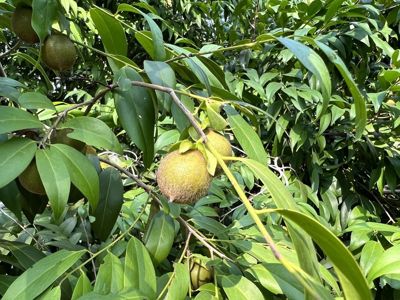 Diospyros gracilis