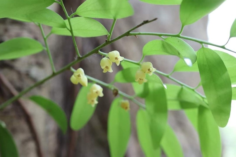 Diospyros gracilis photo 2