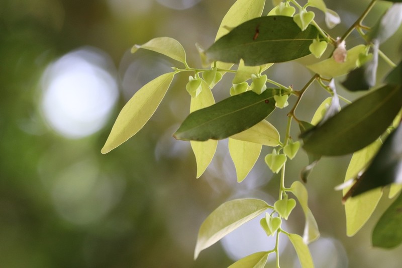 Diospyros gracilis photo 3