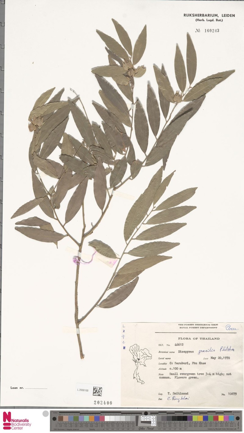 Diospyros gracilis photo 4