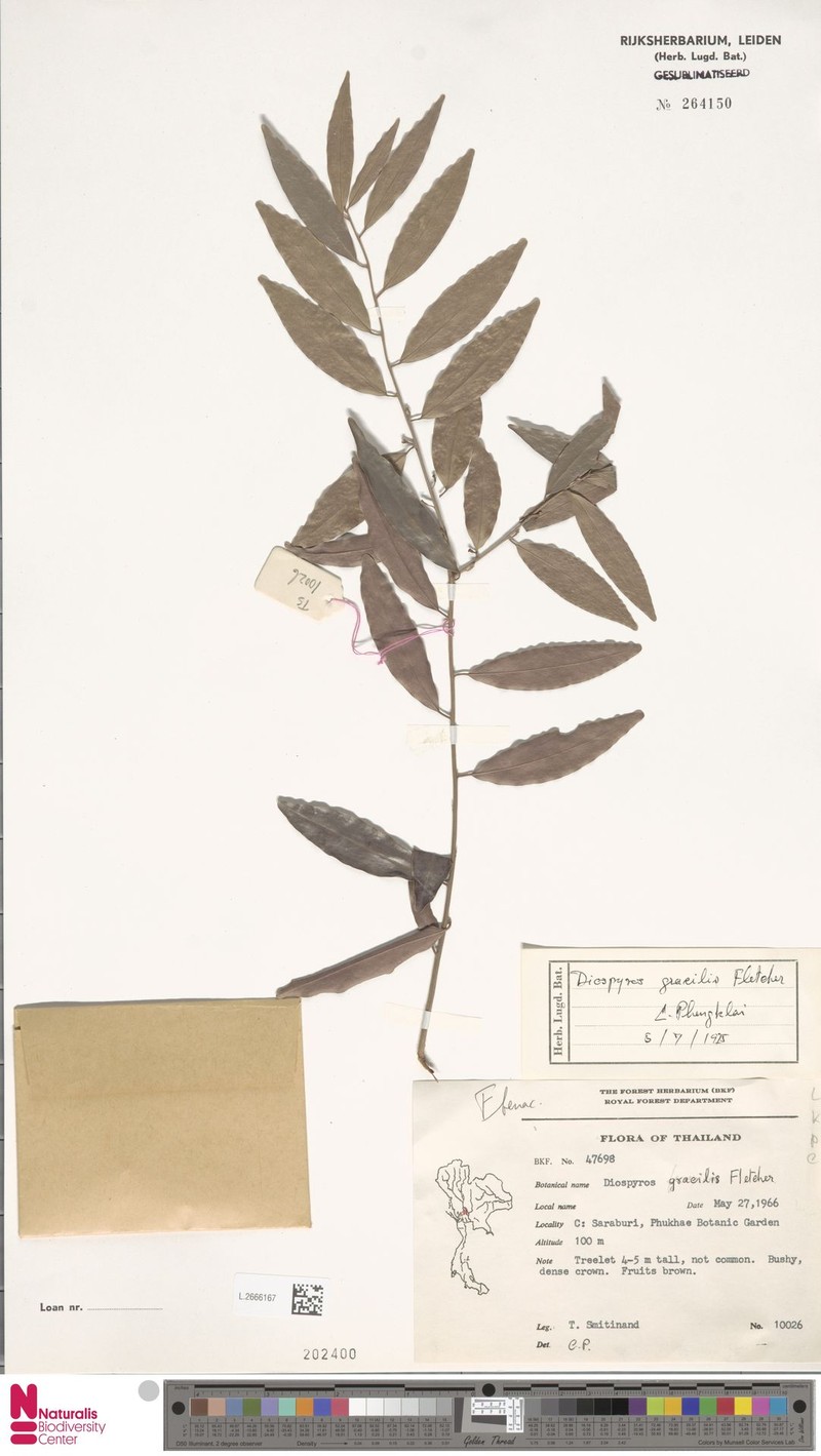 Diospyros gracilis photo 5