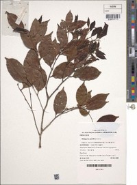 Diospyros granitica