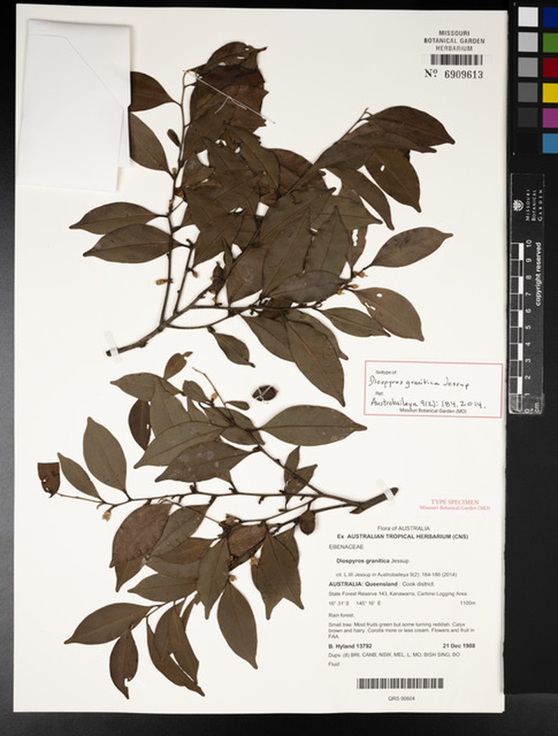 Diospyros granitica photo 2