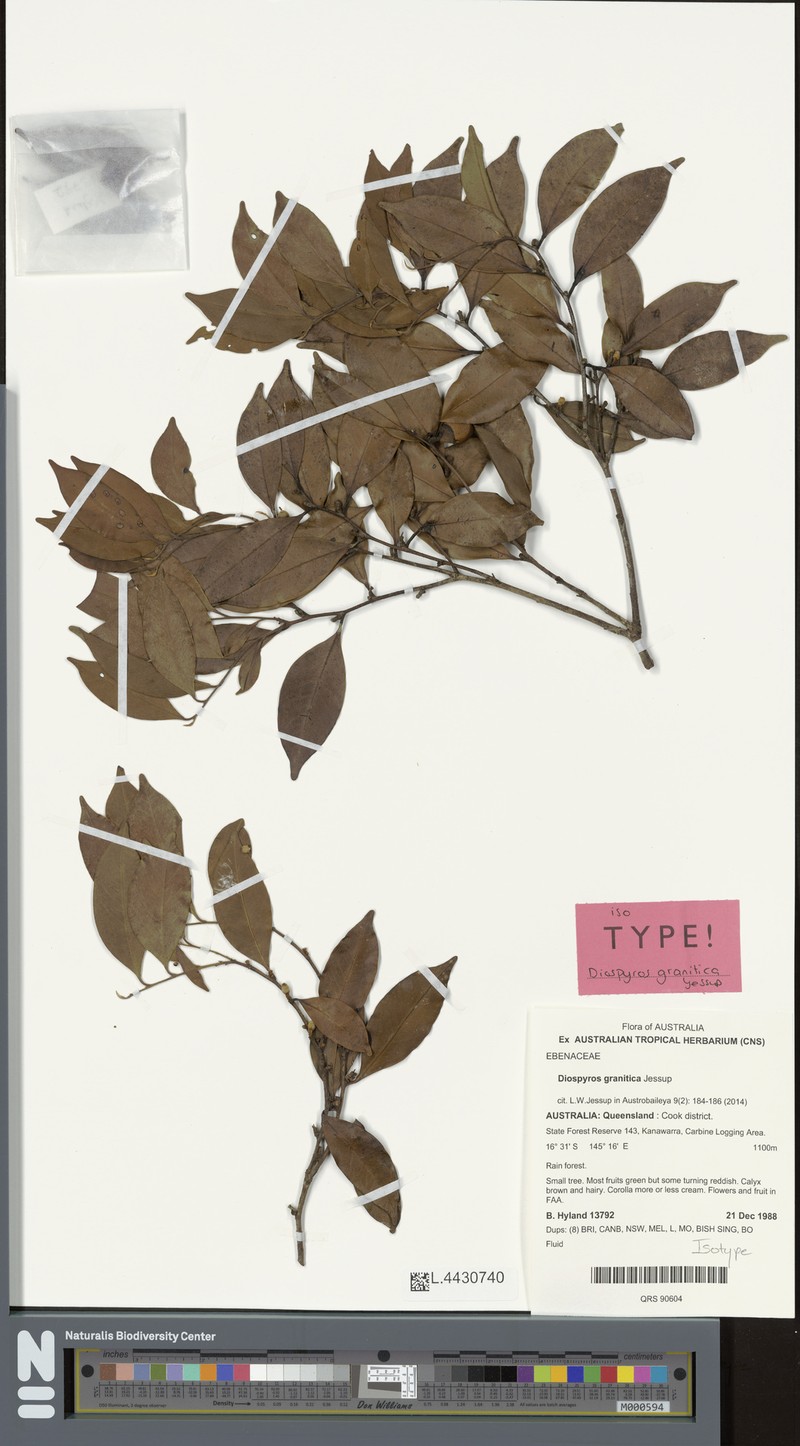 Diospyros granitica photo 3