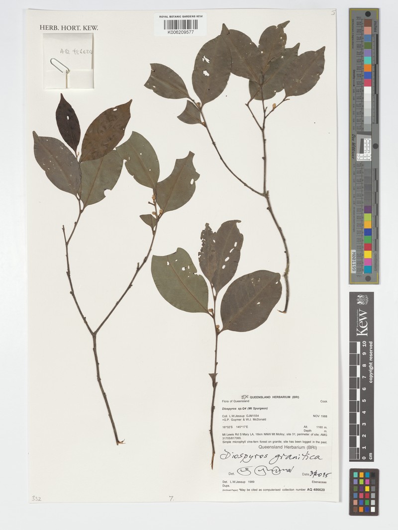Diospyros granitica photo 4