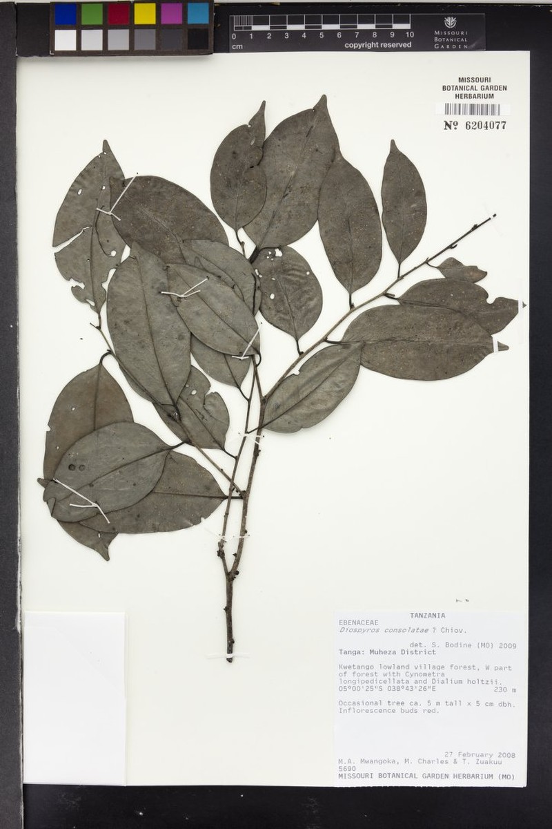 Diospyros greenwayi