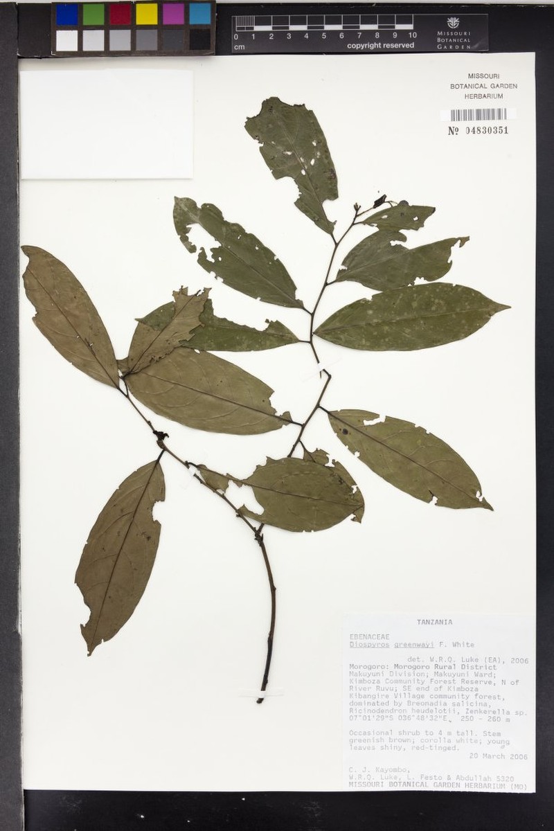 Diospyros greenwayi photo 2