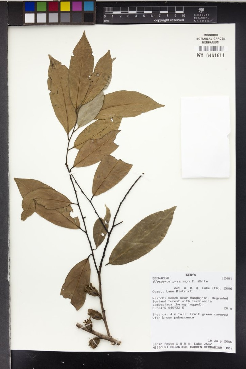 Diospyros greenwayi photo 3
