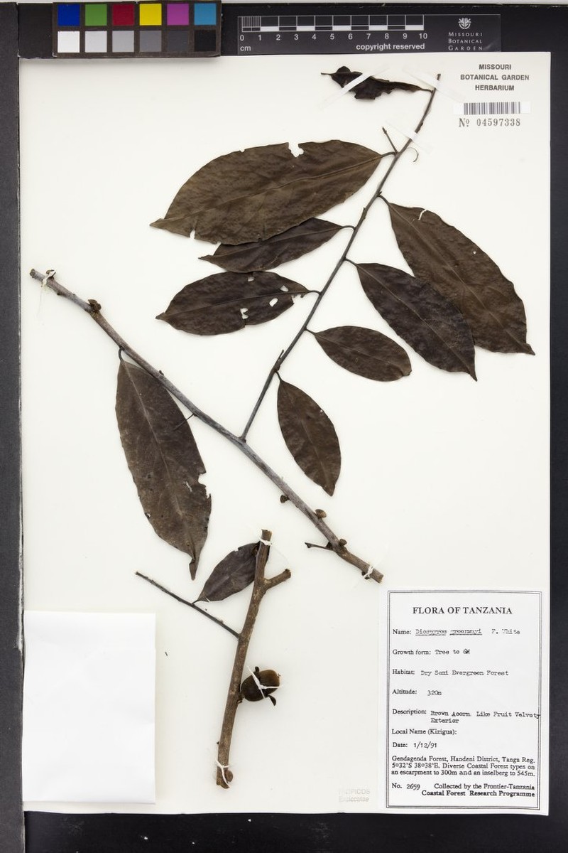 Diospyros greenwayi photo 4