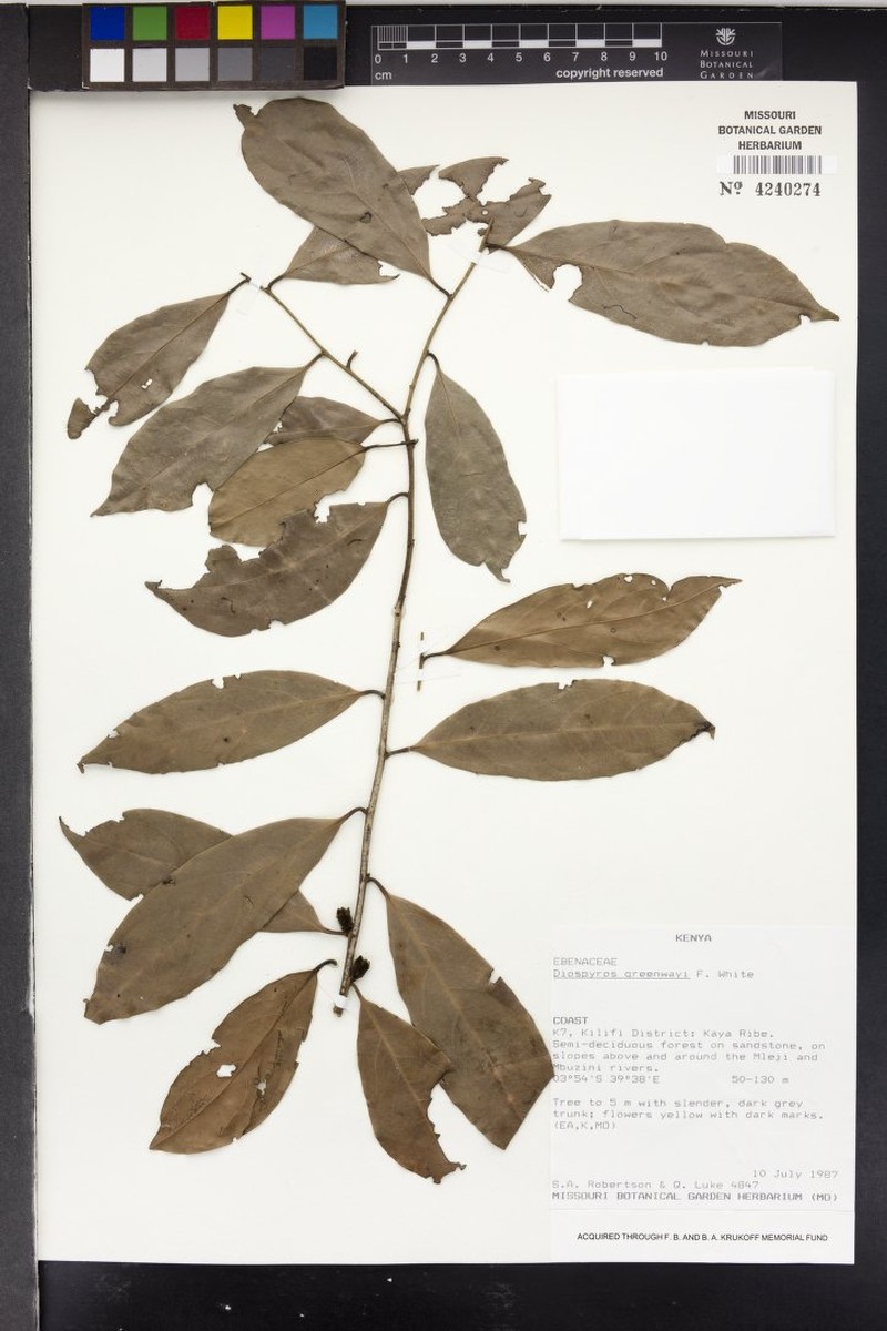 Diospyros greenwayi photo 5