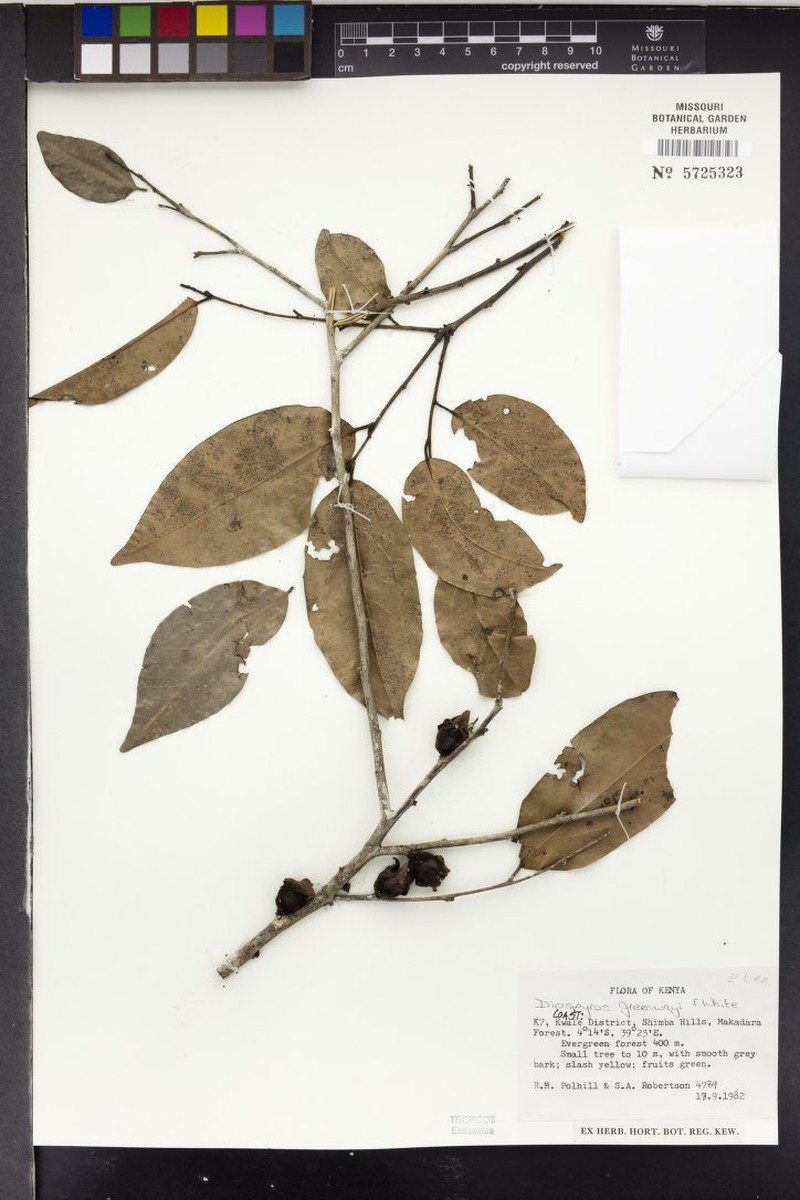 Diospyros greenwayi photo 6