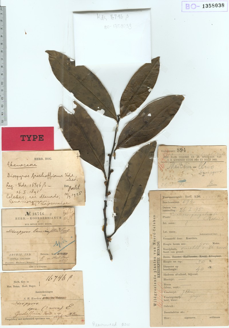 Diospyros greshoffiana