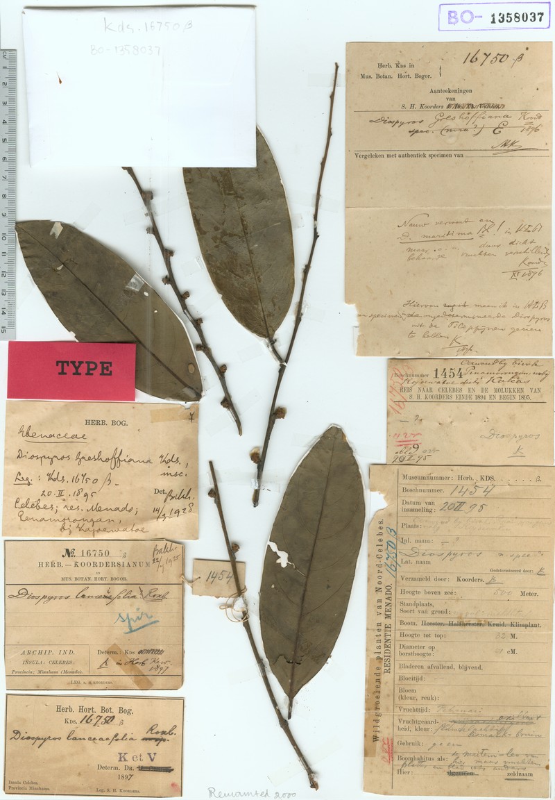 Diospyros greshoffiana photo 2
