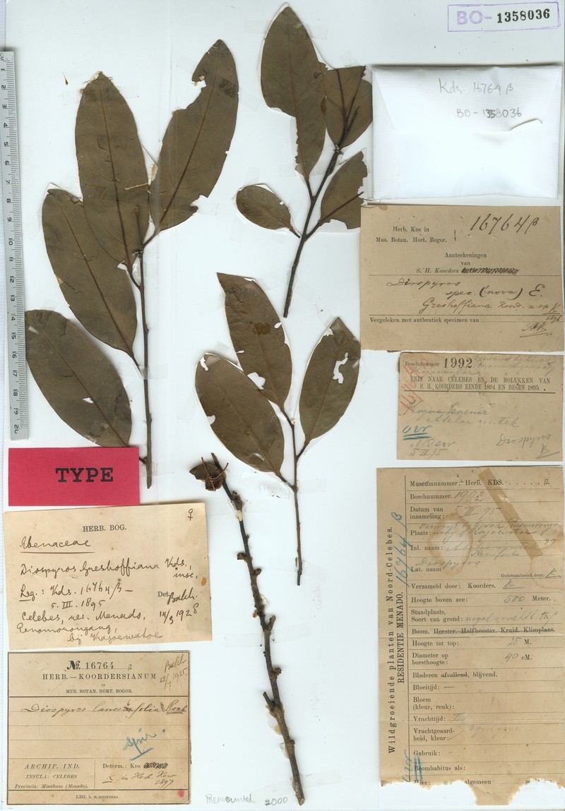 Diospyros greshoffiana photo 3