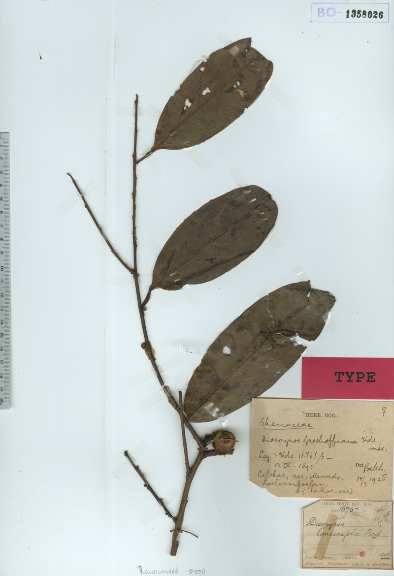 Diospyros greshoffiana photo 4