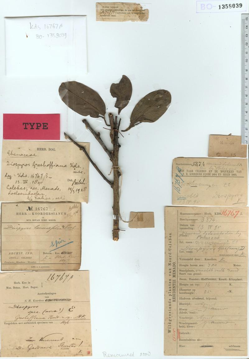 Diospyros greshoffiana photo 5