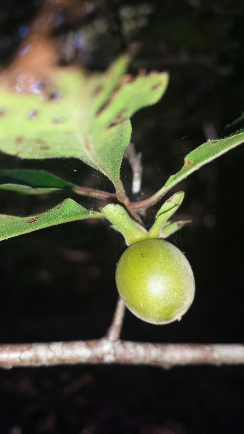 Diospyros greveana