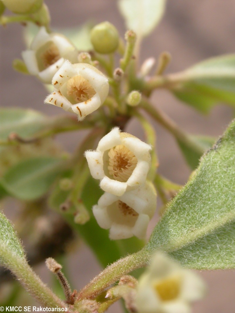 Diospyros greveana photo 3