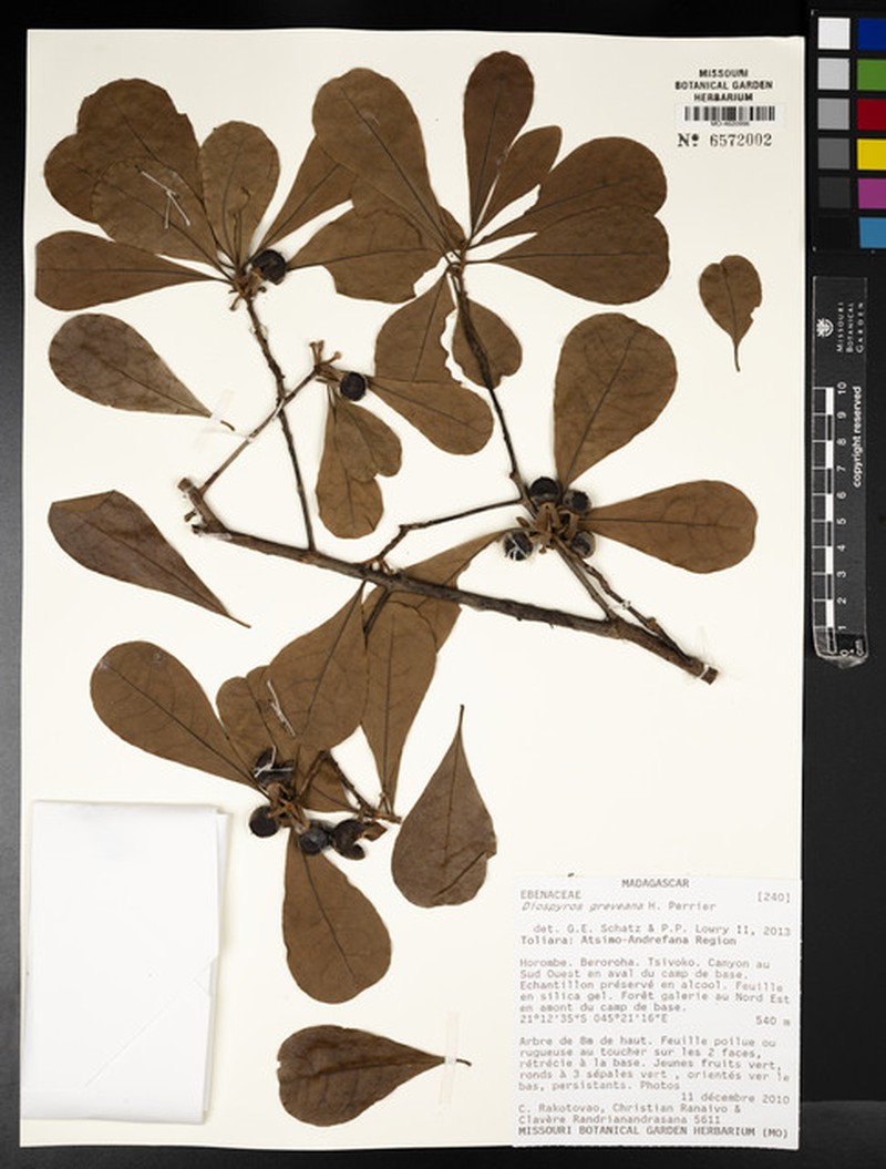 Diospyros greveana photo 4