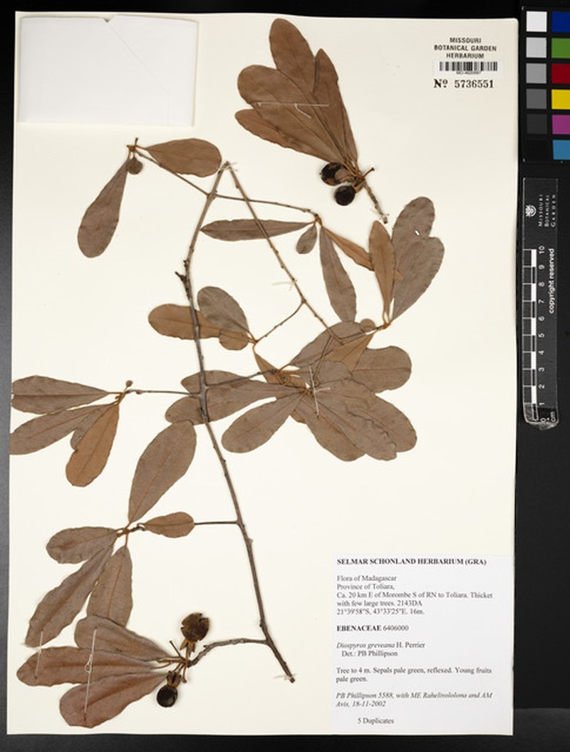 Diospyros greveana photo 5