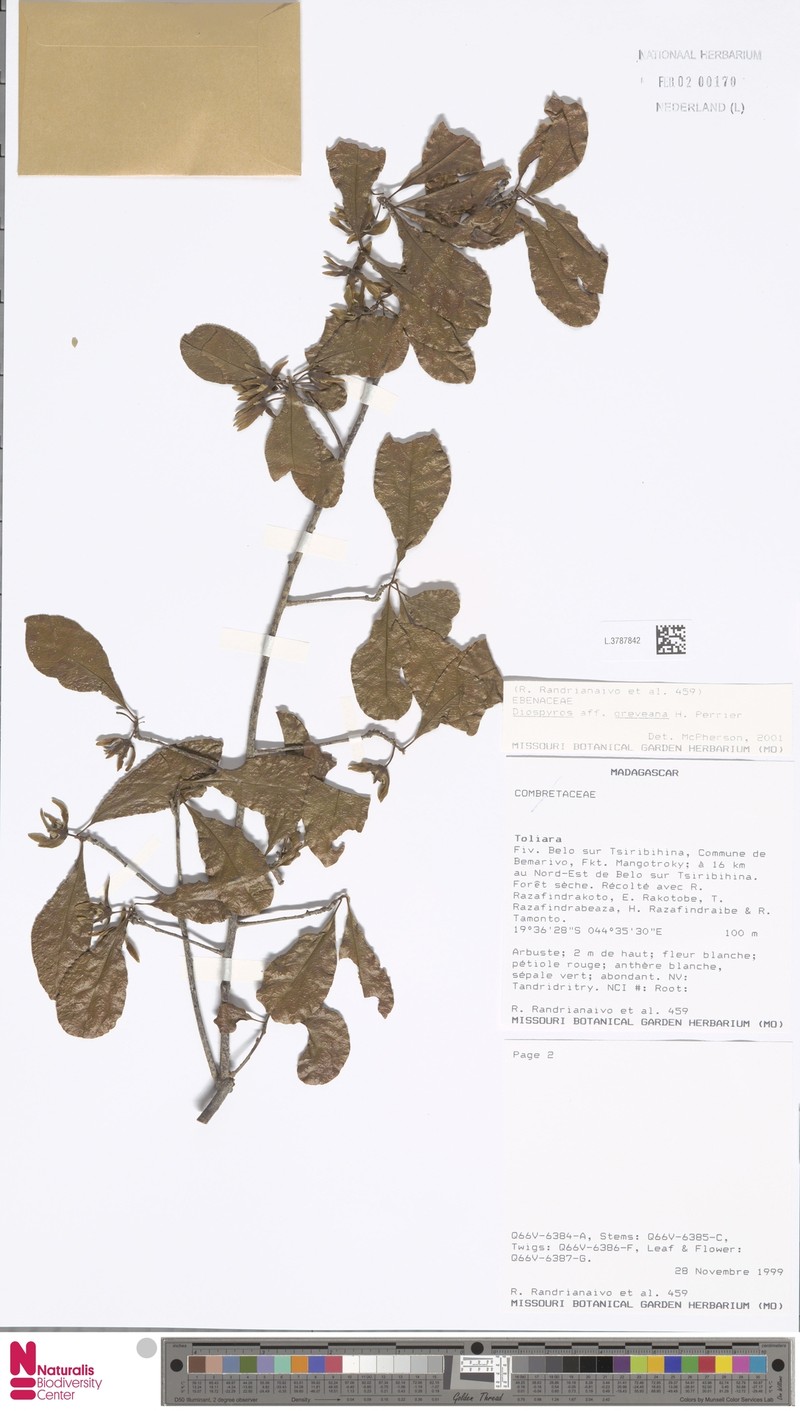 Diospyros greveana photo 6