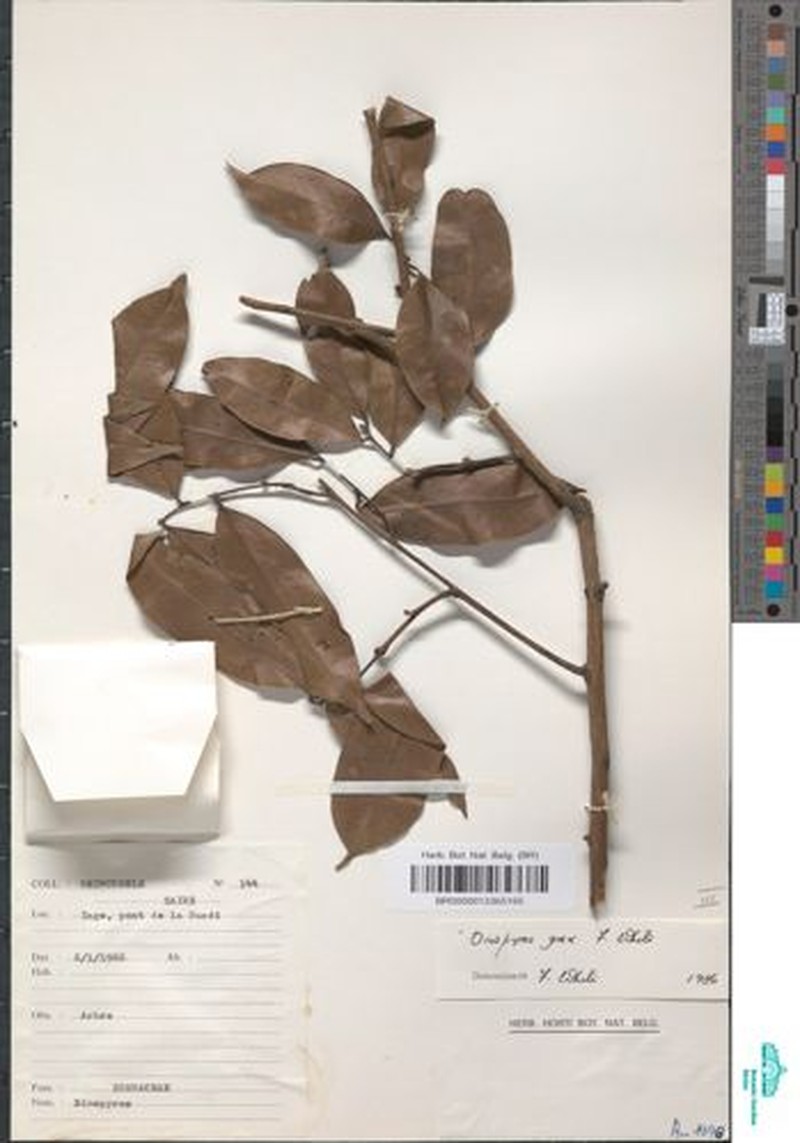 Diospyros grex