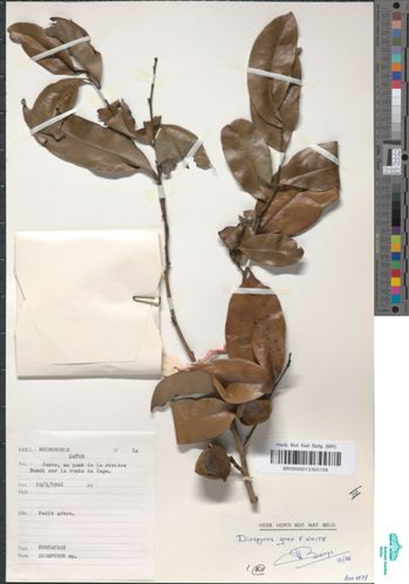 Diospyros grex photo 2