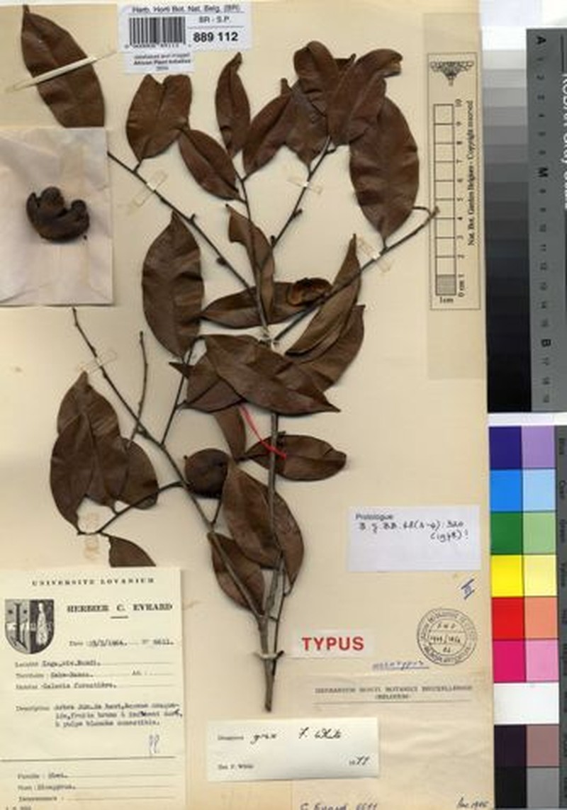 Diospyros grex photo 3