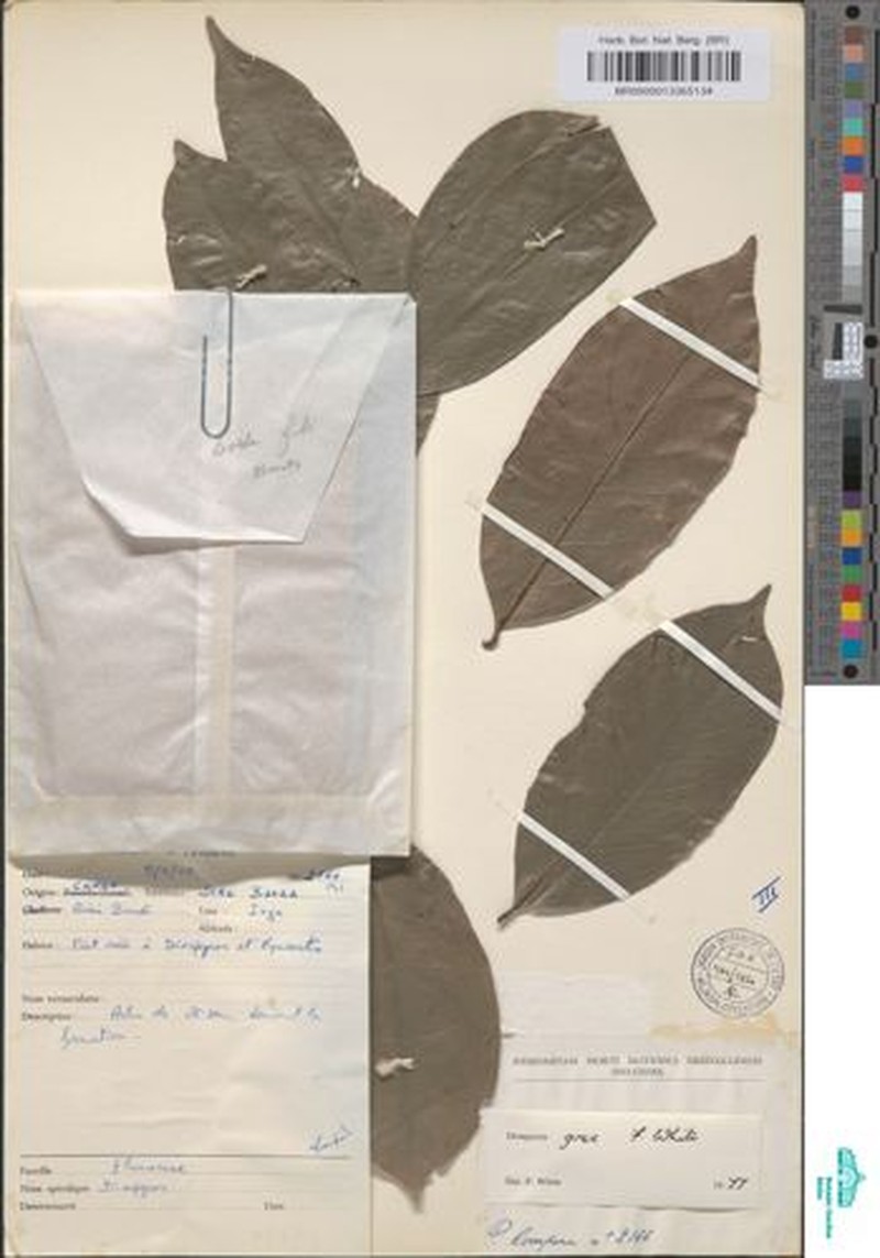 Diospyros grex photo 4