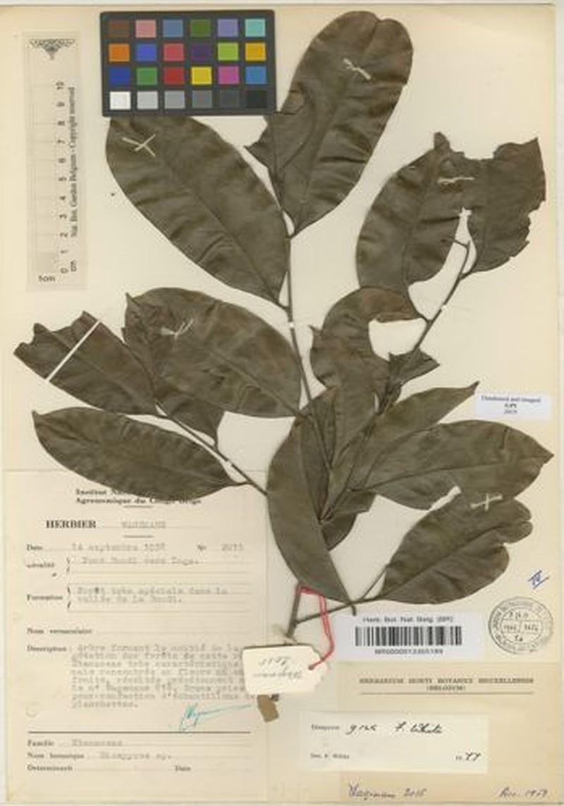 Diospyros grex photo 5