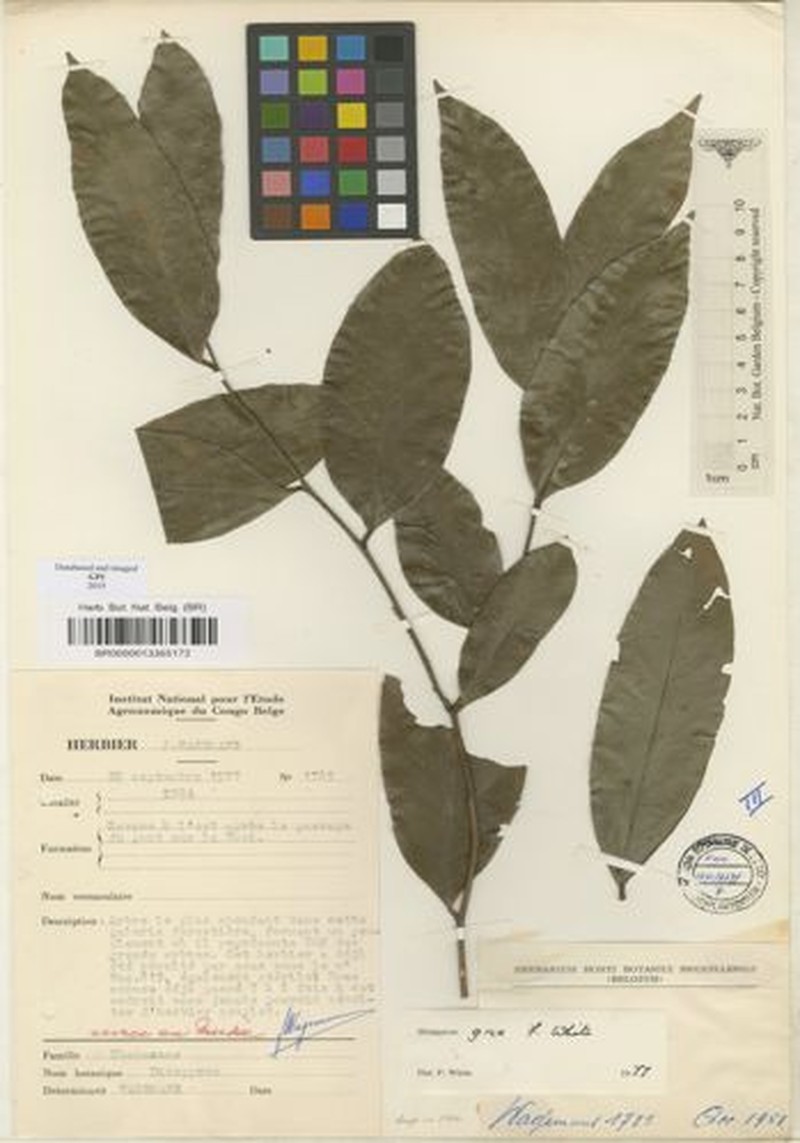 Diospyros grex photo 6