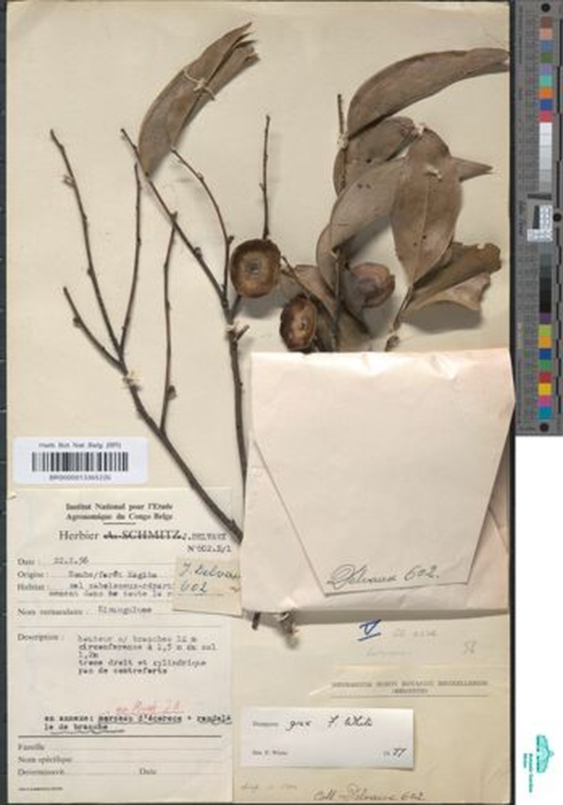 Diospyros grex photo 7