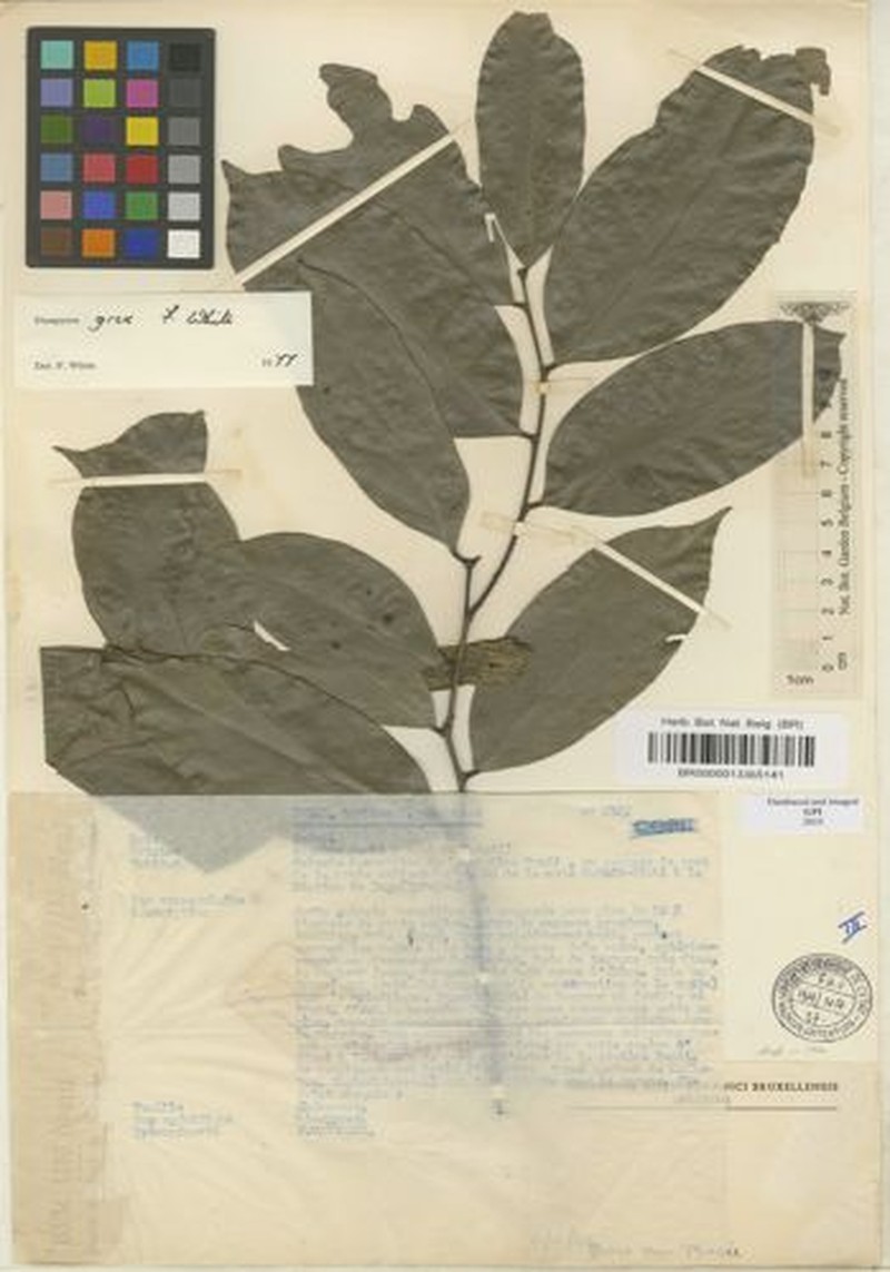 Diospyros grex photo 8