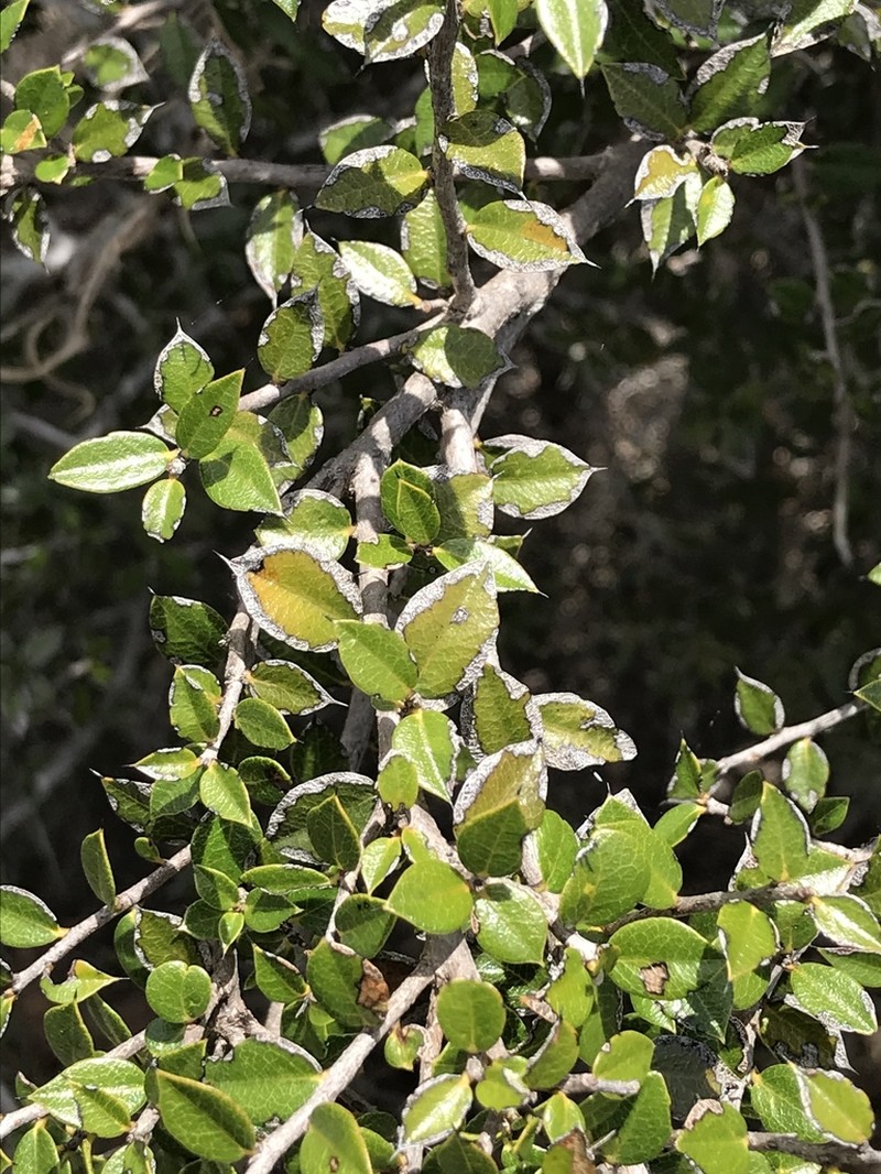 Diospyros grisebachii