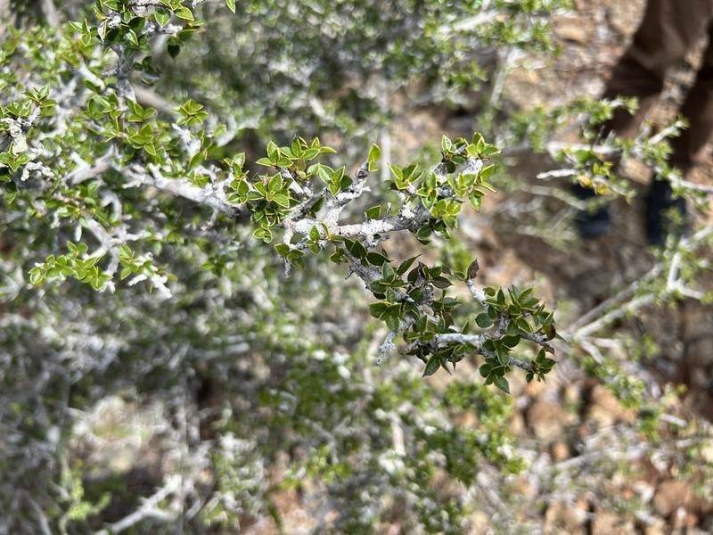 Diospyros grisebachii photo 2