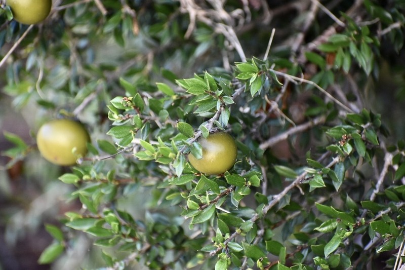 Diospyros grisebachii photo 3