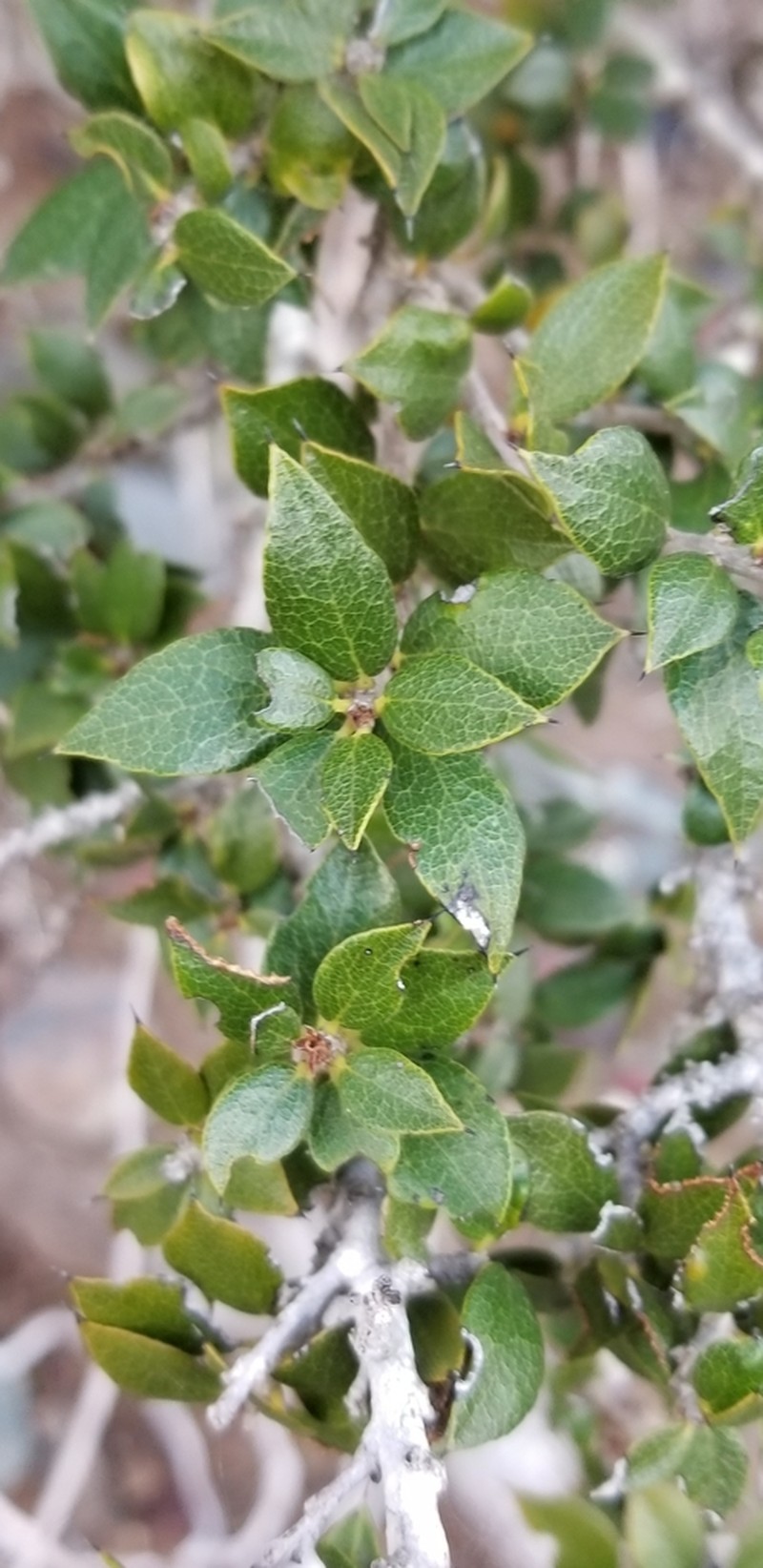 Diospyros grisebachii photo 4