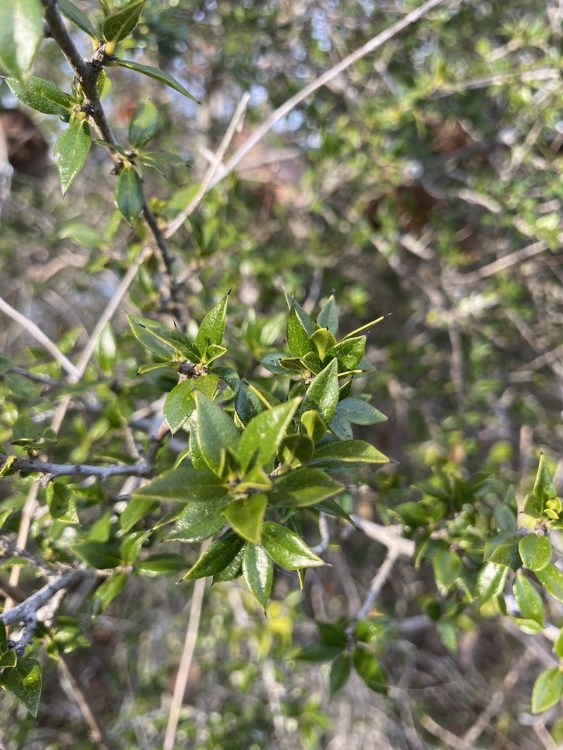 Diospyros grisebachii photo 5