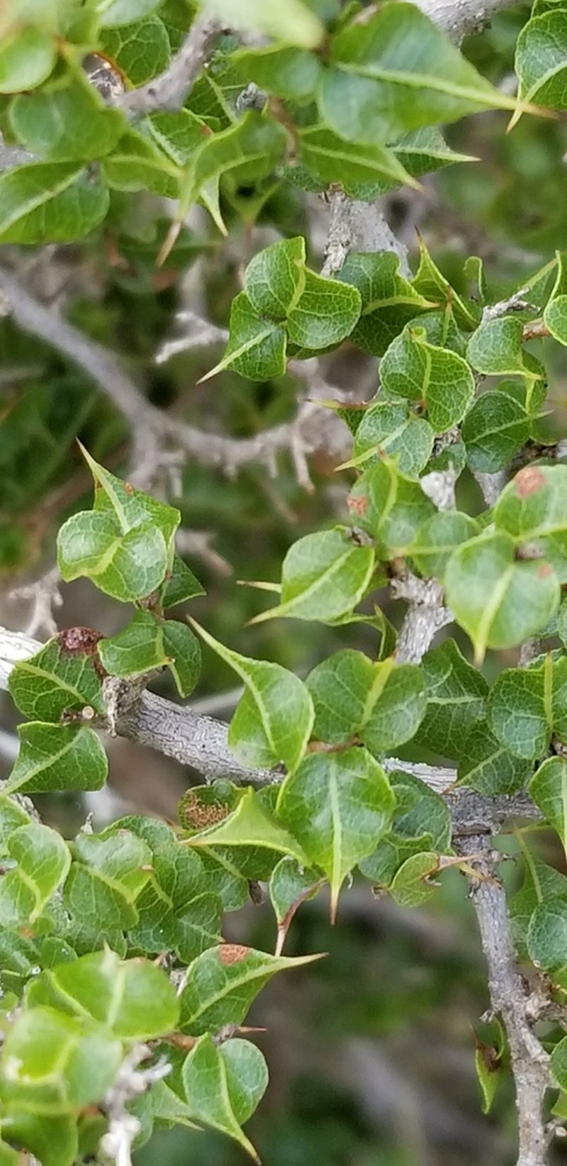 Diospyros grisebachii photo 6