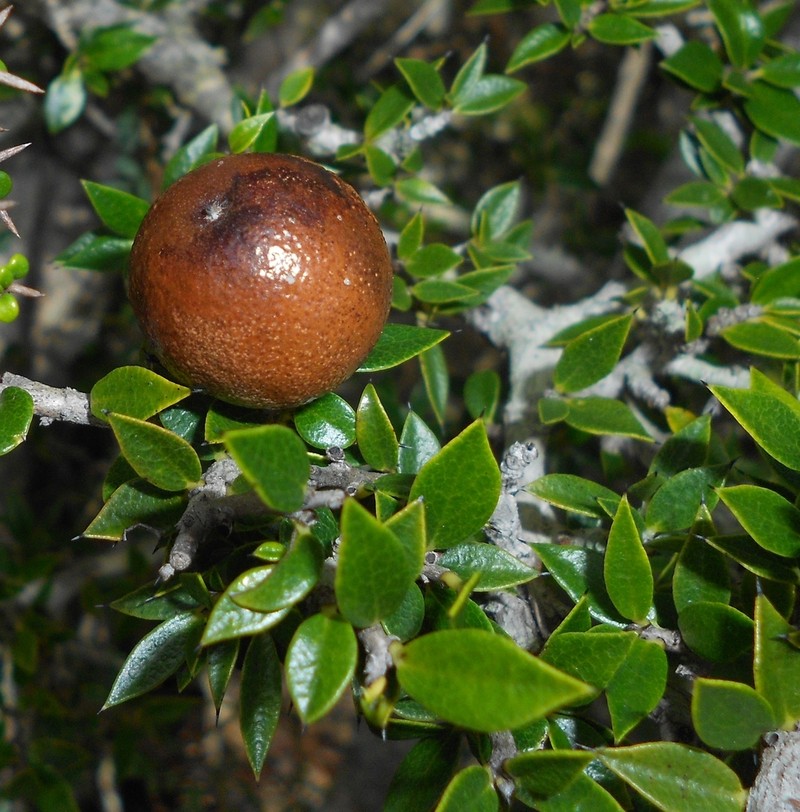 Diospyros grisebachii photo 7