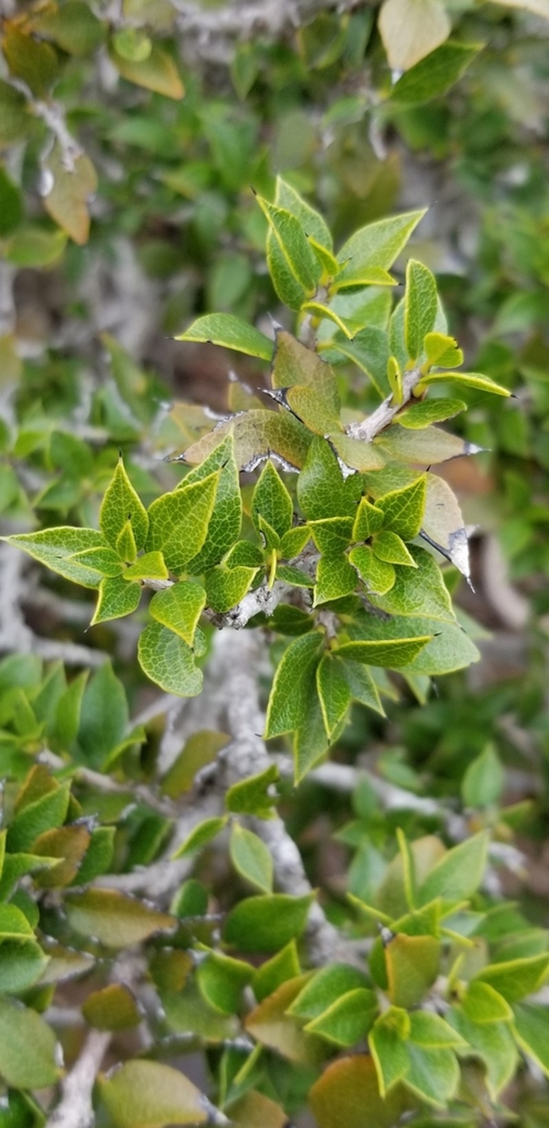 Diospyros grisebachii photo 8