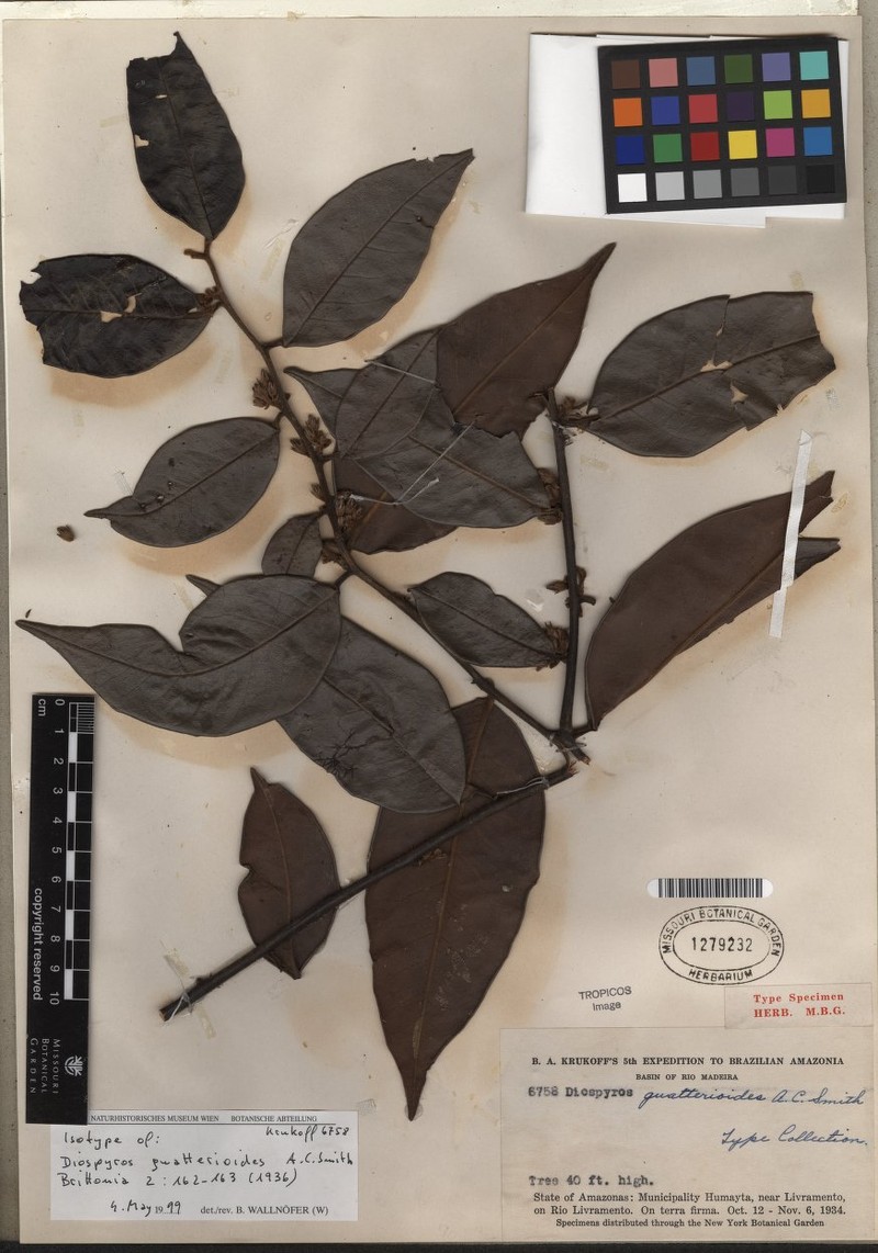 Diospyros guatterioides