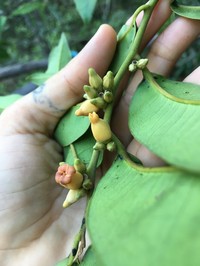 Diospyros guianensis