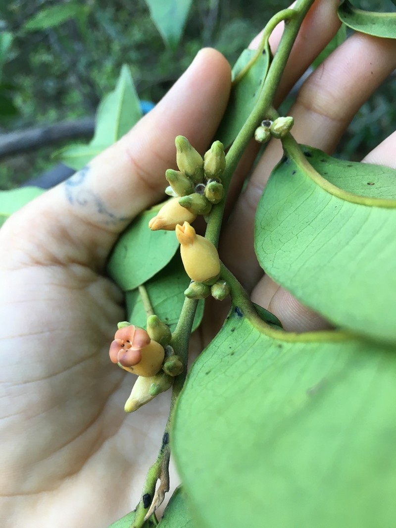Diospyros guianensis