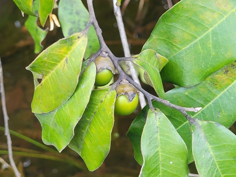 Diospyros guianensis photo 2