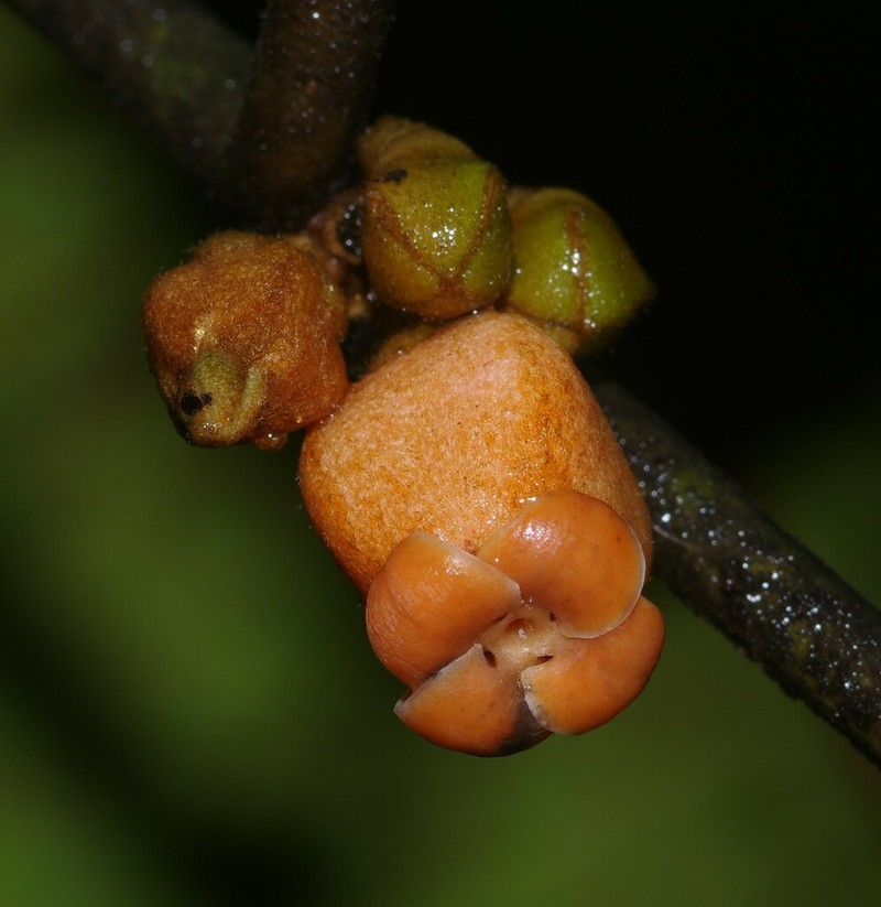Diospyros guianensis photo 3